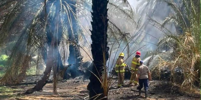 رجال إطفاء يرتدون خوذات وبدلات حماية يعملون على إخماد حريق بين أشجار النخيل المتفحمة في مزارع زلة.