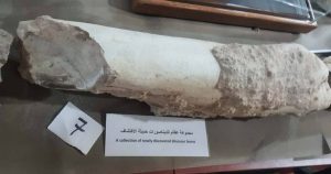 مجموعة عظام للدينصورات حديثة الاكتشاف