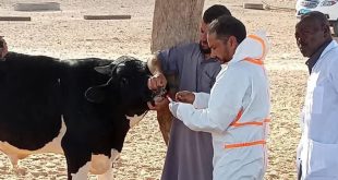 طبيب بيطري من المركز الوطني للصحة الحيوانية يرتدي بدلة واقية ويقوم بأخذ مسحة طبية من فم بقرة بمساعدة مزارع وأعضاء الشرطة الزراعية.