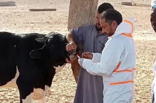 طبيب بيطري من المركز الوطني للصحة الحيوانية يرتدي بدلة واقية ويقوم بأخذ مسحة طبية من فم بقرة بمساعدة مزارع وأعضاء الشرطة الزراعية.