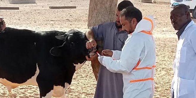 طبيب بيطري من المركز الوطني للصحة الحيوانية يرتدي بدلة واقية ويقوم بأخذ مسحة طبية من فم بقرة بمساعدة مزارع وأعضاء الشرطة الزراعية.
