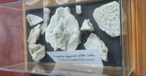 بقايا عظام تمساح متحجرة