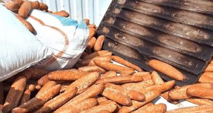 "أرغفة من الخبز الأسمر (صنف الباقات/الفينو) متراكمة بشكل عشوائي ومكشوف بجوار أكياس خيش بيضاء وصينية خبز معدنية مستعملة، مما يوضح ممارسات التخزين أو النقل غير المستوفية للاشتراطات الصحية."