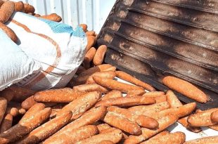 "أرغفة من الخبز الأسمر (صنف الباقات/الفينو) متراكمة بشكل عشوائي ومكشوف بجوار أكياس خيش بيضاء وصينية خبز معدنية مستعملة، مما يوضح ممارسات التخزين أو النقل غير المستوفية للاشتراطات الصحية."