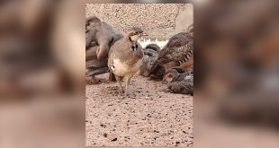منظمة البراري تحذر من مخاطر إطلاق طيور الحجل المستوردة على الحجل البري الليبي