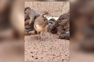 منظمة البراري تحذر من مخاطر إطلاق طيور الحجل المستوردة على الحجل البري الليبي