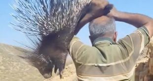 شخص يحمل حيوان "الشيهم" البري (صيد الليل) الشوكي من الخلف بيده فوق رأسه في منطقة جبلية صحراوية