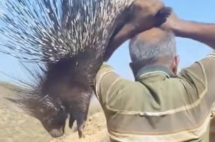 شخص يحمل حيوان "الشيهم" البري (صيد الليل) الشوكي من الخلف بيده فوق رأسه في منطقة جبلية صحراوية