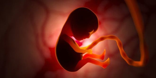 مجسم توضيحي ثلاثي الأبعاد لجنين داخل الرحم متصل بالحبل السري، محاط بإضاءة حمراء