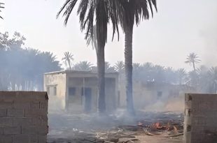 ​دخان متصاعد وآثار حرائق بين أشجار النخيل والمنازل في منطقة العافية ببراك الشاطئ، ضمن تحذيرات من تهديدها لخطوط نقل الكهرباء بالجنوب.
