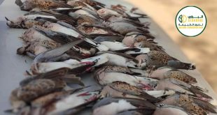 "صورة صادمة توضح عشرات طيور اليمام الأوروبي النافقة والمكدسة، كدليل على الصيد الجائر والاتجار غير المشروع بالحياة البرية في ليبيا، مع ظهور شعار منظمة 'البراري لصون الطبيعة' في الزاوية."