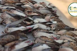 "صورة صادمة توضح عشرات طيور اليمام الأوروبي النافقة والمكدسة، كدليل على الصيد الجائر والاتجار غير المشروع بالحياة البرية في ليبيا، مع ظهور شعار منظمة 'البراري لصون الطبيعة' في الزاوية."