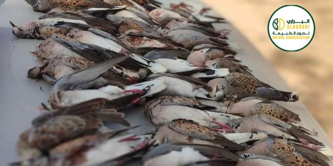 "صورة صادمة توضح عشرات طيور اليمام الأوروبي النافقة والمكدسة، كدليل على الصيد الجائر والاتجار غير المشروع بالحياة البرية في ليبيا، مع ظهور شعار منظمة 'البراري لصون الطبيعة' في الزاوية."