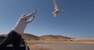 صورة أفقية التقطت نهاراً في بيئة صحراوية بوادي كعام. يظهر في المقدمة من اليسار رجل يرتدي زياً أبيض ويرفع يديه، بينما تحلق إوزة بيضاء كبيرة من يده نحو السماء الزرقاء الصافية. في الخلفية، تمتد بركة مياه ضحلة تحيط بها هضاب وتلال صخرية وجرداء، مما يعطي انطباعاً واسعاً للموقع. المشهد جزء من تغطية منصة الصباح الإخبارية لحدث مثير للجدل.
