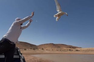صورة أفقية التقطت نهاراً في بيئة صحراوية بوادي كعام. يظهر في المقدمة من اليسار رجل يرتدي زياً أبيض ويرفع يديه، بينما تحلق إوزة بيضاء كبيرة من يده نحو السماء الزرقاء الصافية. في الخلفية، تمتد بركة مياه ضحلة تحيط بها هضاب وتلال صخرية وجرداء، مما يعطي انطباعاً واسعاً للموقع. المشهد جزء من تغطية منصة الصباح الإخبارية لحدث مثير للجدل.
