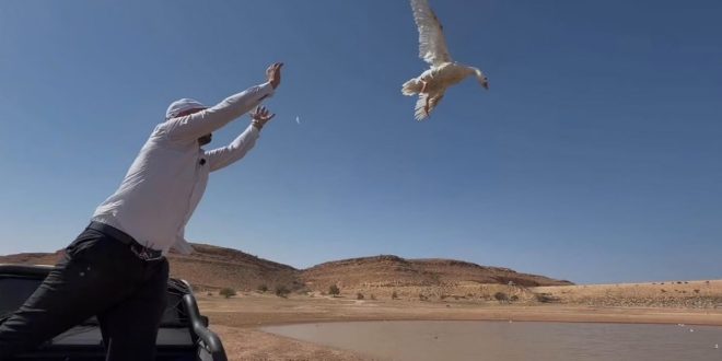 صورة أفقية التقطت نهاراً في بيئة صحراوية بوادي كعام. يظهر في المقدمة من اليسار رجل يرتدي زياً أبيض ويرفع يديه، بينما تحلق إوزة بيضاء كبيرة من يده نحو السماء الزرقاء الصافية. في الخلفية، تمتد بركة مياه ضحلة تحيط بها هضاب وتلال صخرية وجرداء، مما يعطي انطباعاً واسعاً للموقع. المشهد جزء من تغطية منصة الصباح الإخبارية لحدث مثير للجدل.