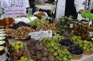 صورة متوسطة الحجم تظهر طاولة عرض غنية ومزدحمة في مهرجان "القلعة" للتين والفاكهة البعلية في جبل نفوسة، مليئة بسلال وأكواب من التين الطازج والتمور والمنتجات المحلية الأخرى مثل المربى في مرطبانات زجاجية، مع لافتات واضحة وأشخاص يتفاعلون في الخلفية.