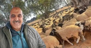 صورة مركبة من منصة الصباح الإخبارية تجمع بين صورة شخصية للباحث مصطفى الدهماني ولقطة لقطيع أغنام، معروضة كخلفية في مشهد واحد، لتمثيل تقرير عن تدهور قطاع الثروة الحيوانية وارتفاع أسعار الأعلاف