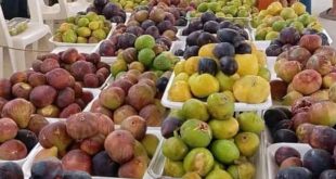صناديق تحتوي على أنواع متعددة من ثمار التين بألوان مختلفة، معروضة على طاولات في أحد الأسواق المحلية.