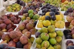 صناديق تحتوي على أنواع متعددة من ثمار التين بألوان مختلفة، معروضة على طاولات في أحد الأسواق المحلية.