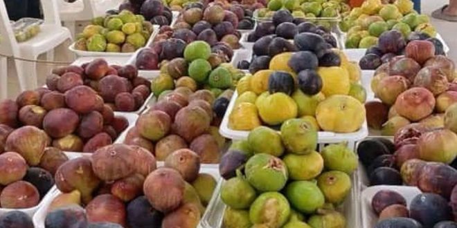 صناديق تحتوي على أنواع متعددة من ثمار التين بألوان مختلفة، معروضة على طاولات في أحد الأسواق المحلية.