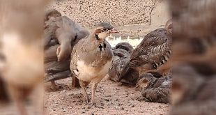 لقطة مقربة لطائر حجل يقف على أرض رملية جافة، وتظهر خلفه مجموعة من الطيور الأخرى من نفس الفصيل بالقرب من جدار طيني.