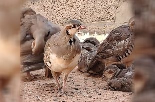 لقطة مقربة لطائر حجل يقف على أرض رملية جافة، وتظهر خلفه مجموعة من الطيور الأخرى من نفس الفصيل بالقرب من جدار طيني.