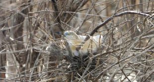 لقطة توثيقية مميزة تظهر طائر البلشون التفلقاني (Squacco Heron) مستقراً داخل عشه المنسوج بين الأغصان الكثيفة، مما يعكس تنوع الحياة البرية ونشاط التعشيش للطيور المهاجرة والمقيمة في البيئة الطبيعية الليبية (مصدر الصورة: صفحة الجمعية الليبية للطيور).