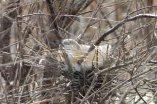 لقطة توثيقية مميزة تظهر طائر البلشون التفلقاني (Squacco Heron) مستقراً داخل عشه المنسوج بين الأغصان الكثيفة، مما يعكس تنوع الحياة البرية ونشاط التعشيش للطيور المهاجرة والمقيمة في البيئة الطبيعية الليبية (مصدر الصورة: صفحة الجمعية الليبية للطيور).