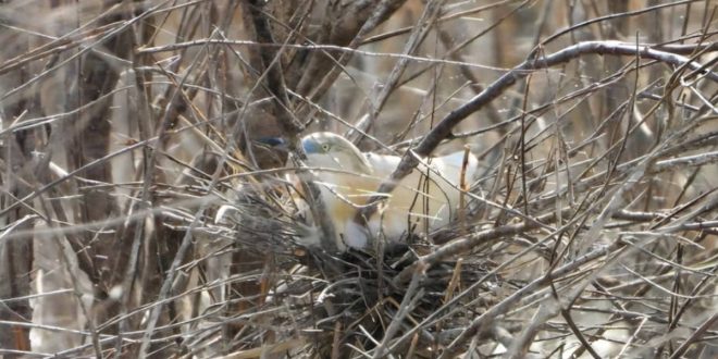 لقطة توثيقية مميزة تظهر طائر البلشون التفلقاني (Squacco Heron) مستقراً داخل عشه المنسوج بين الأغصان الكثيفة، مما يعكس تنوع الحياة البرية ونشاط التعشيش للطيور المهاجرة والمقيمة في البيئة الطبيعية الليبية (مصدر الصورة: صفحة الجمعية الليبية للطيور).