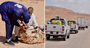 النص البديل:صورة مركبة تتكون من جزأين؛ الجزء الأيمن يظهر موكباً من ثلاث سيارات بيك-آب بيضاء تسير في طريق صحراوي جاف، وتحمل حاويات ومعدات، والخلفية عبارة عن جبال صخرية وسماء ملبدة بالغيوم. أما الجزء الأيسر فيظهر رجلاً يرتدي زي عمل أزرق مكتوب عليه "ليبيا" وشخصاً آخر يمسكان بحافر شاة (نعجة) بنية مستلقية على الأرض الرملية في منطقة صحراوية