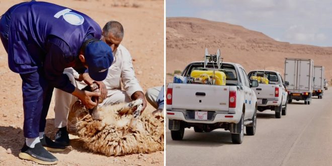 النص البديل:صورة مركبة تتكون من جزأين؛ الجزء الأيمن يظهر موكباً من ثلاث سيارات بيك-آب بيضاء تسير في طريق صحراوي جاف، وتحمل حاويات ومعدات، والخلفية عبارة عن جبال صخرية وسماء ملبدة بالغيوم. أما الجزء الأيسر فيظهر رجلاً يرتدي زي عمل أزرق مكتوب عليه "ليبيا" وشخصاً آخر يمسكان بحافر شاة (نعجة) بنية مستلقية على الأرض الرملية في منطقة صحراوية