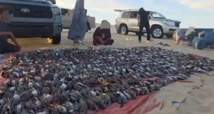 الصيد الجائر للطيور البرية في ليبيا.. مشاهد تكشف حجم الاستنزاف