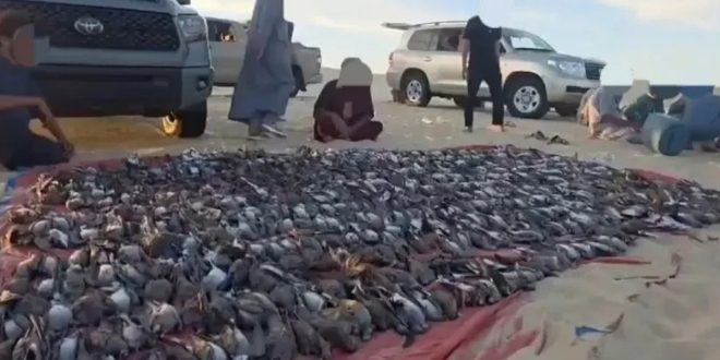 الصيد الجائر للطيور البرية في ليبيا.. مشاهد تكشف حجم الاستنزاف