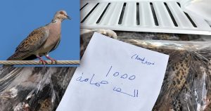 الصيد الجائر للطيور البرية في ليبيا.. مشاهد تكشف حجم الاستنزاف