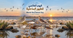 في اليوم العالمي للطيور الساحلية.. دعوة لحماية الطيور المهاجرة وموائلها