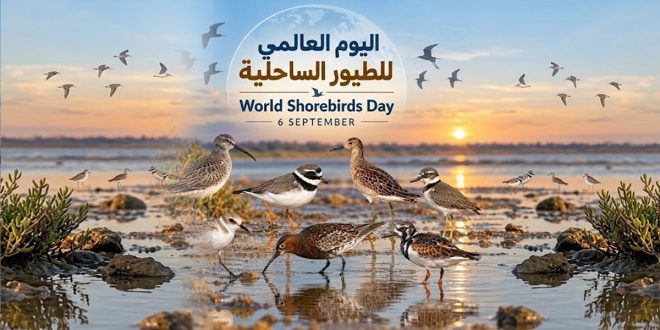 في اليوم العالمي للطيور الساحلية.. دعوة لحماية الطيور المهاجرة وموائلها