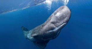 لقطة تحت مائية قريبة ومدهشة لحوت العنبر (Physeter macrocephalus) يسبح بالقرب من سطح المحيط، ويبرز رأسه الضخم المميز ذو الجلد الرمادي المجعد وفكه السفلي الصغير بأسنان مرئية. تظهر فقاعات صغيرة تتصاعد حول مقدمة رأسه باتجاه سطح الماء الأزرق العميق. الإضاءة طبيعية وواضحة، تعكس ضوء الشمس على السطح المتموج. الصورة تبرز ضخامة الحوت وقوته