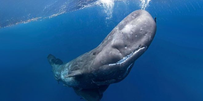 لقطة تحت مائية قريبة ومدهشة لحوت العنبر (Physeter macrocephalus) يسبح بالقرب من سطح المحيط، ويبرز رأسه الضخم المميز ذو الجلد الرمادي المجعد وفكه السفلي الصغير بأسنان مرئية. تظهر فقاعات صغيرة تتصاعد حول مقدمة رأسه باتجاه سطح الماء الأزرق العميق. الإضاءة طبيعية وواضحة، تعكس ضوء الشمس على السطح المتموج. الصورة تبرز ضخامة الحوت وقوته