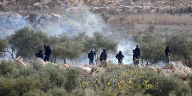 ​صورة فوتوغرافية تظهر مجموعة من المستوطنين الإسرائيليين الملثمين باللون الأسود يقفون بين أشجار زيتون على منحدر صخري، وسط سحب من الدخان الكثيف الناتج عن قنابل الغاز المسيل للدموع التي أطلقتها القوات المحتلة، خلال هجوم على أراضي قطاف زيتون تابعة للفلسطينيين في الضفة الغربية. أحدهم يرفع هراوة.